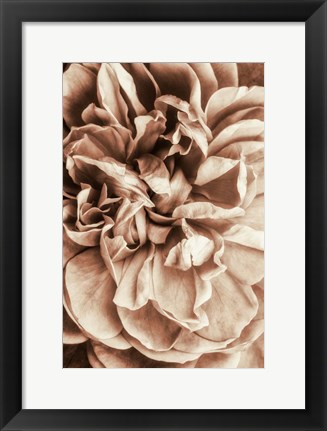 Framed Flower Bloom 3 Print