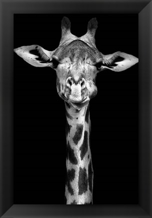 Framed Giraffe Print