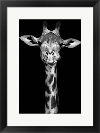 Framed Giraffe Print