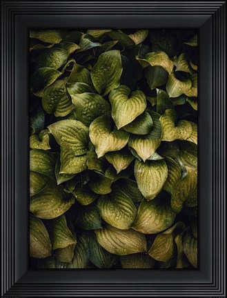 Framed Hostas Leaves Print