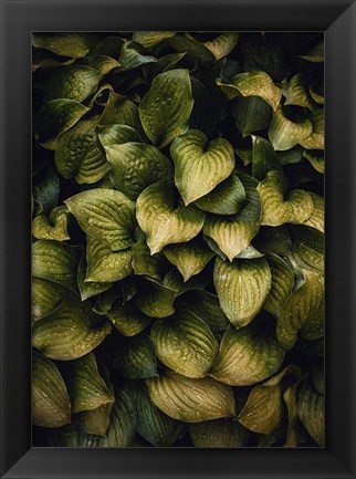 Framed Hostas Leaves Print