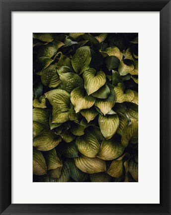 Framed Hostas Leaves Print