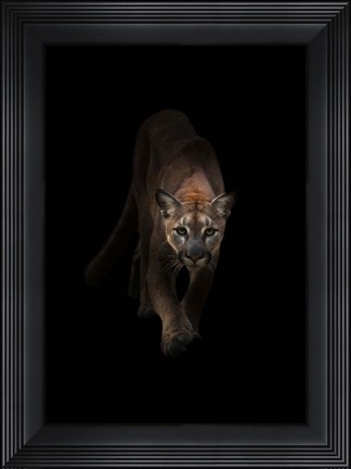 Framed Lion Print