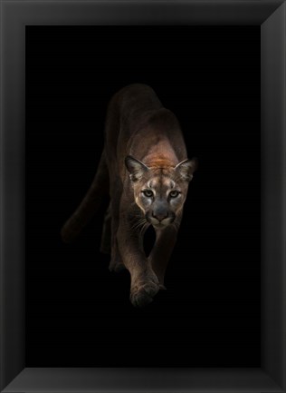 Framed Lion Print