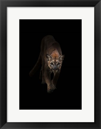 Framed Lion Print