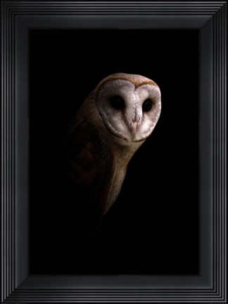 Framed Owl Print
