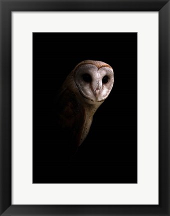 Framed Owl Print