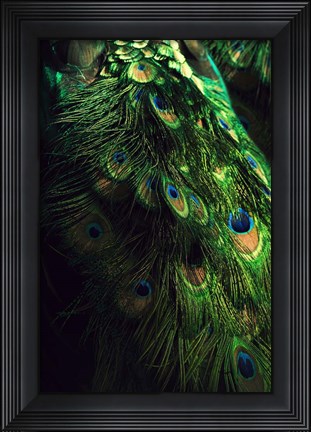 Framed Peacock Tail Print