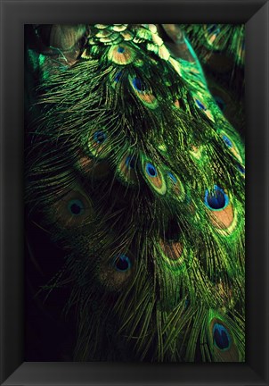 Framed Peacock Tail Print