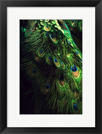 Framed Peacock Tail Print