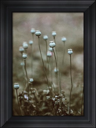 Framed Poppy Pods Print