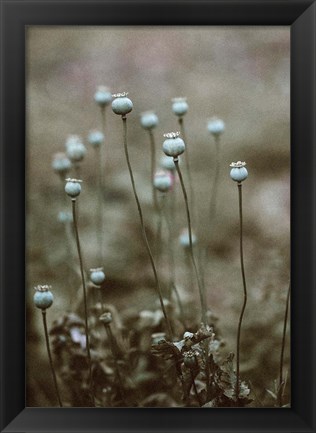 Framed Poppy Pods Print