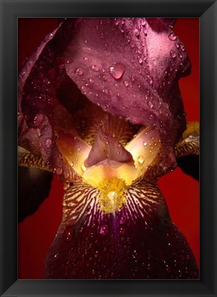 Framed Red Flower Print