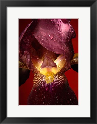 Framed Red Flower Print