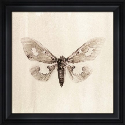 Framed Sepia Moth Print