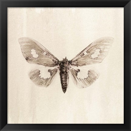 Framed Sepia Moth Print