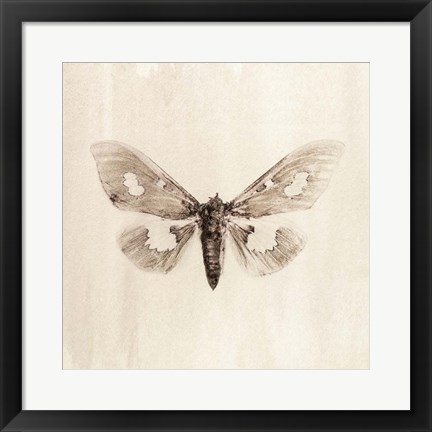 Framed Sepia Moth Print