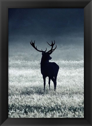 Framed Silhouette Deer Print