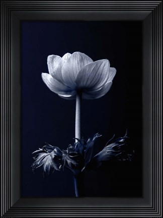 Framed Single Flower Print