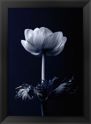 Framed Single Flower Print