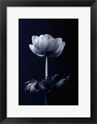 Framed Single Flower Print