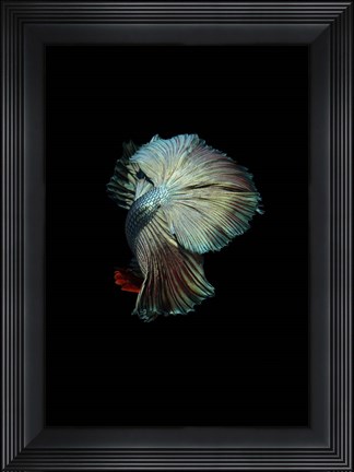 Framed Turquoise and Red Betta Print