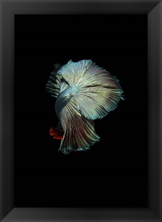 Framed Turquoise and Red Betta Print