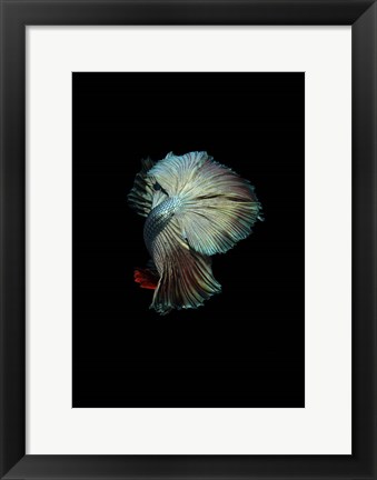 Framed Turquoise and Red Betta Print