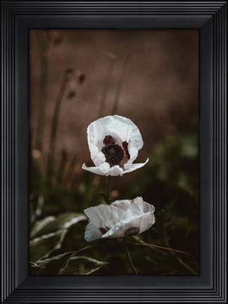 Framed White Poppies Print