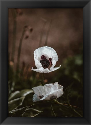 Framed White Poppies Print