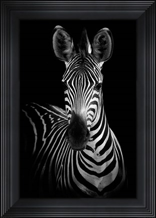 Framed Zebra Print