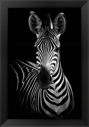 Framed Zebra Print