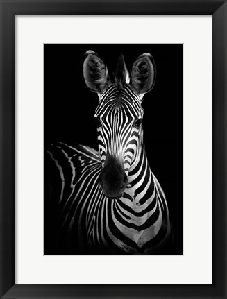 Framed Zebra Print