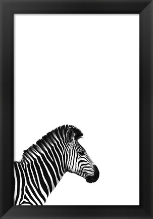 Framed Zebra 2 Print