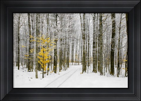 Framed Mustard Tree Print