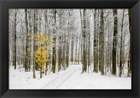 Framed Mustard Tree Print