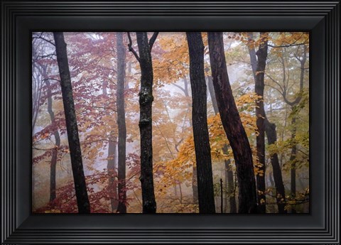 Framed October Trees Print