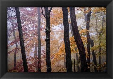 Framed October Trees Print