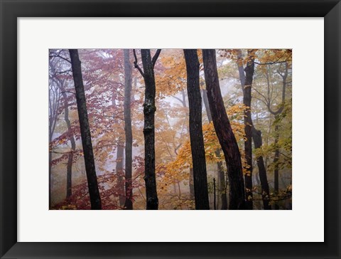 Framed October Trees Print