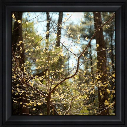 Framed Spring Print