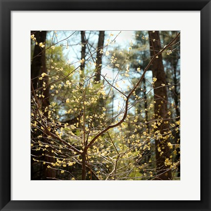 Framed Spring Print