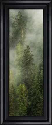Framed Smoky Forest Panel I Print