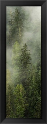 Framed Smoky Forest Panel I Print