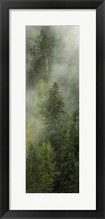 Framed Smoky Forest Panel I Print