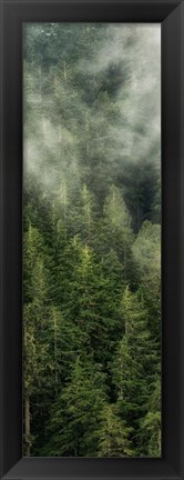 Framed Smoky Forest Panel II Print