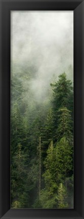 Framed Smoky Forest Panel III Print