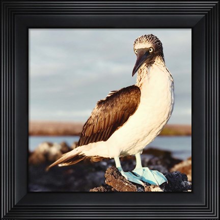 Framed Blue Footed Booby Print