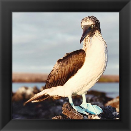 Framed Blue Footed Booby Print