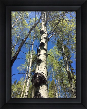 Framed Aspens Reaching for the Sky Print