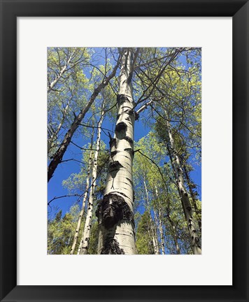 Framed Aspens Reaching for the Sky Print